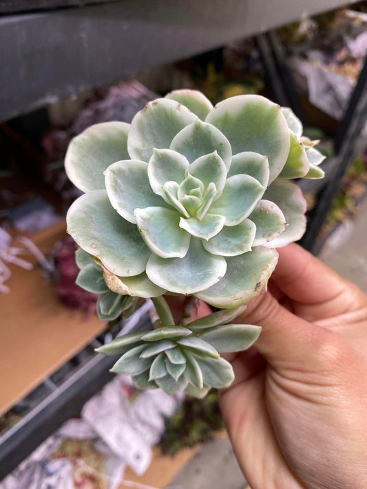 Echeveria Lemon rose variegated cluster