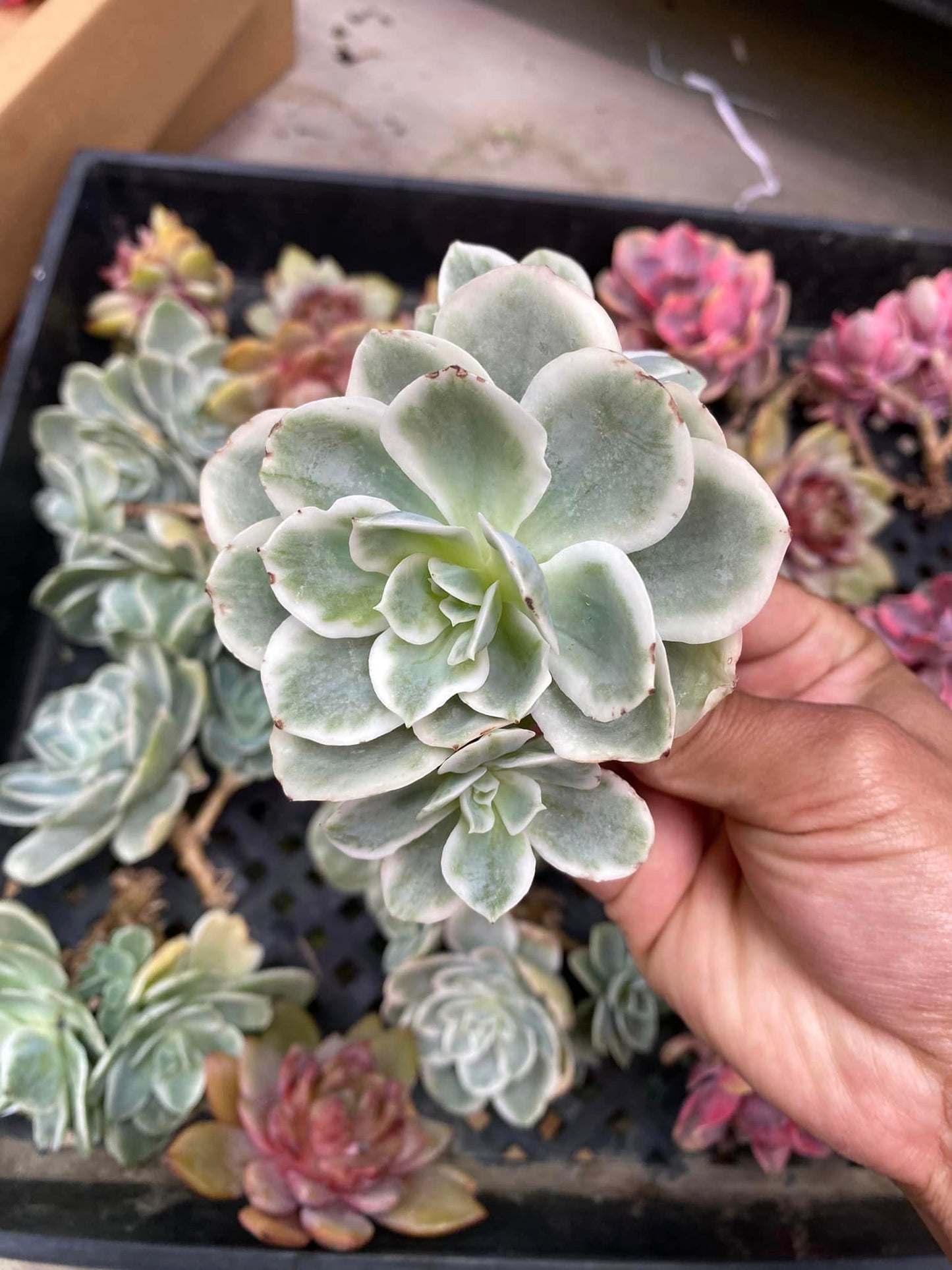 Echeveria Lemon rose variegated cluster