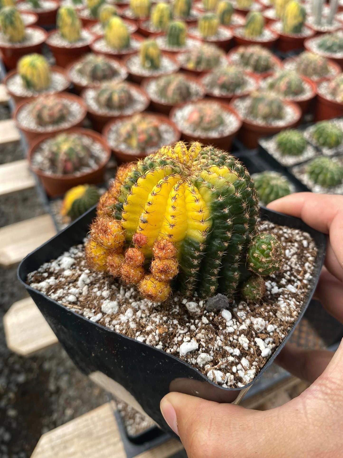 Matucana aurantiaca Variegada