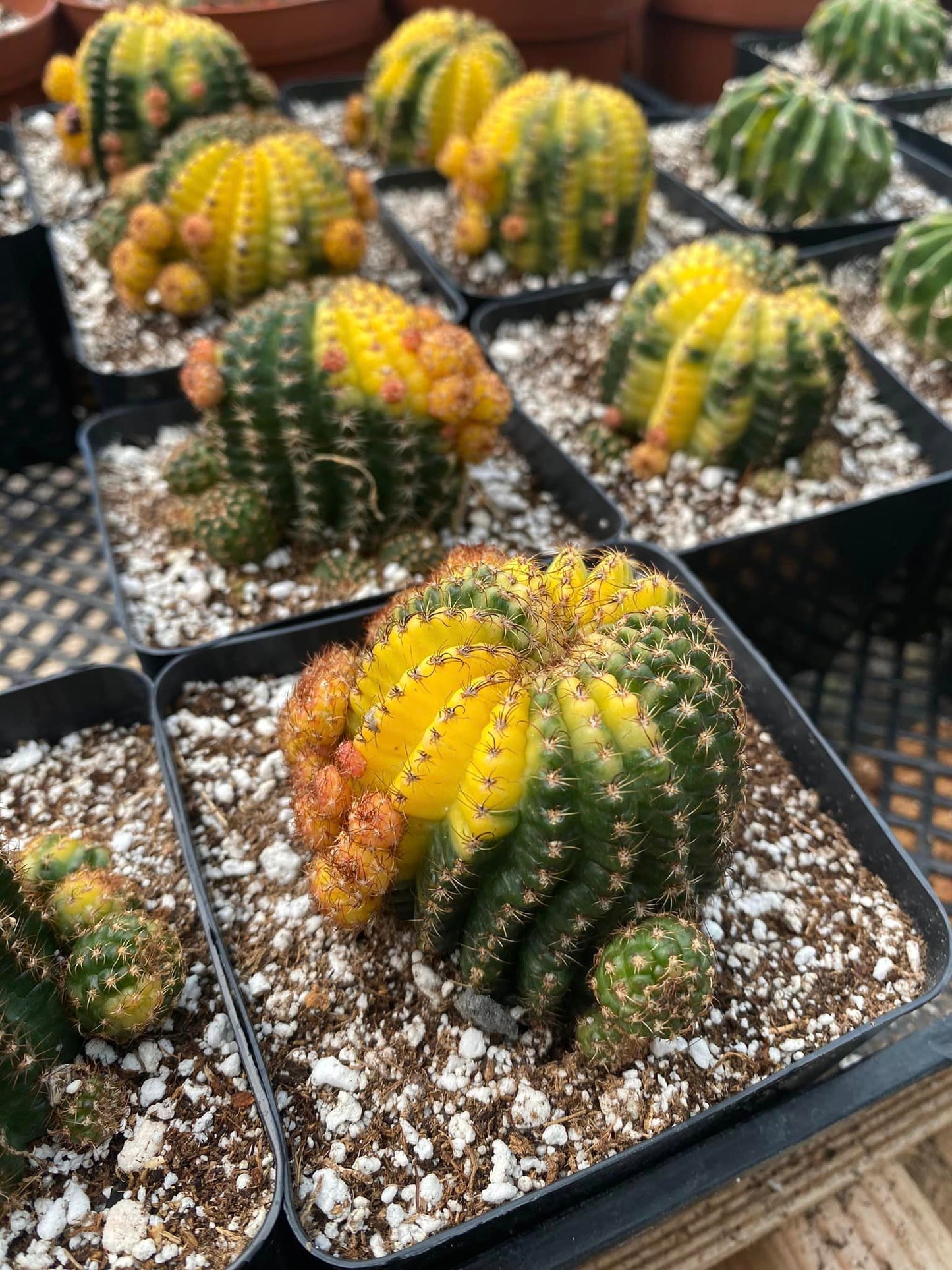 Matucana aurantiaca Variegada