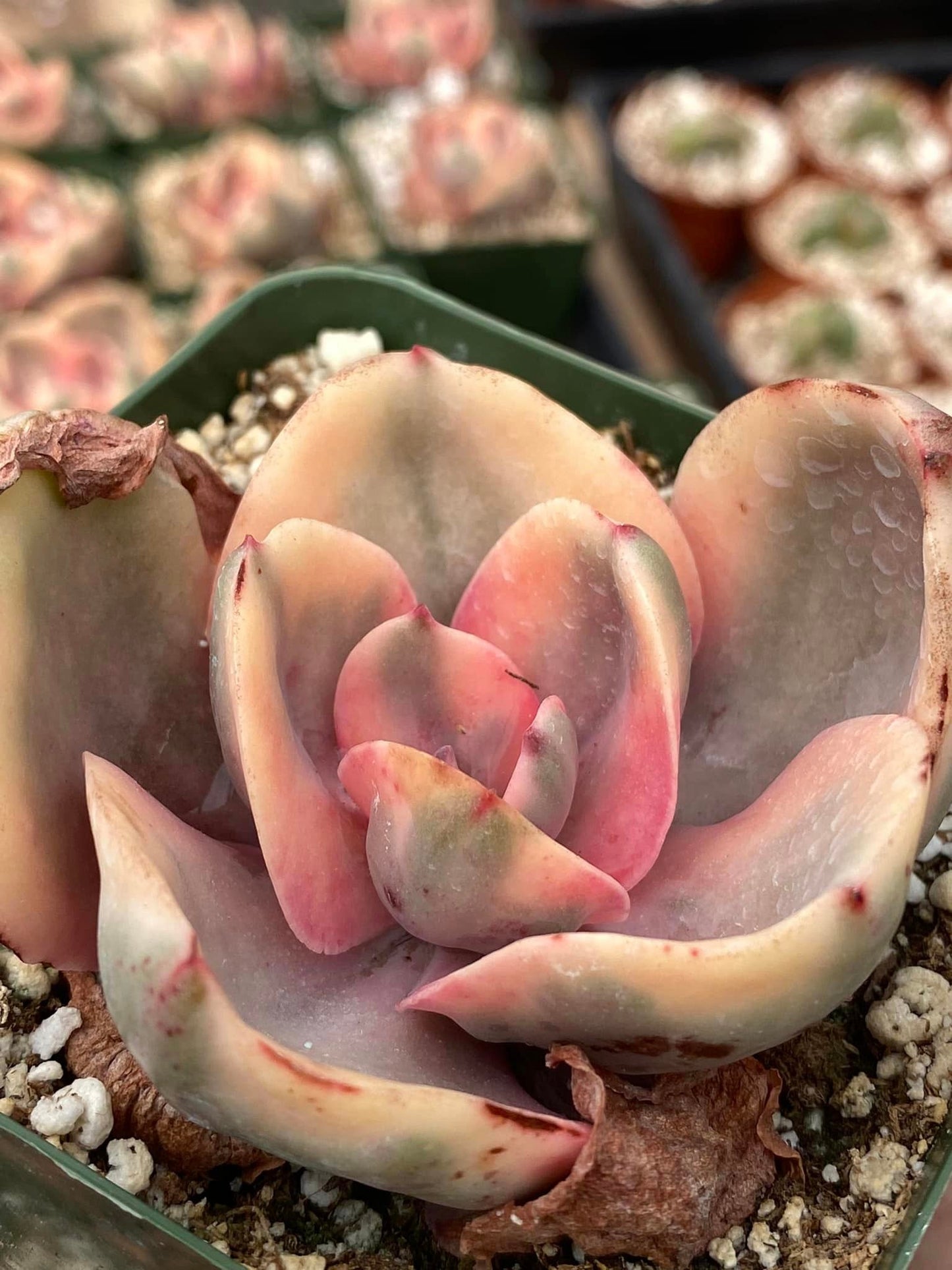 Echeveria Golden state Variegada