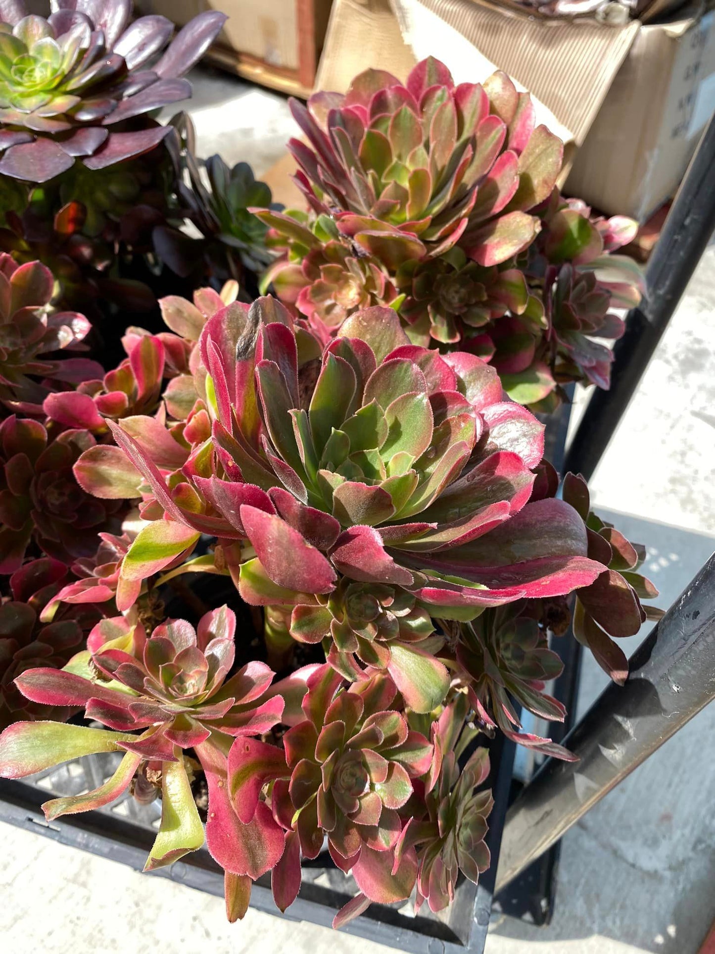 Aeonium River stone cluster