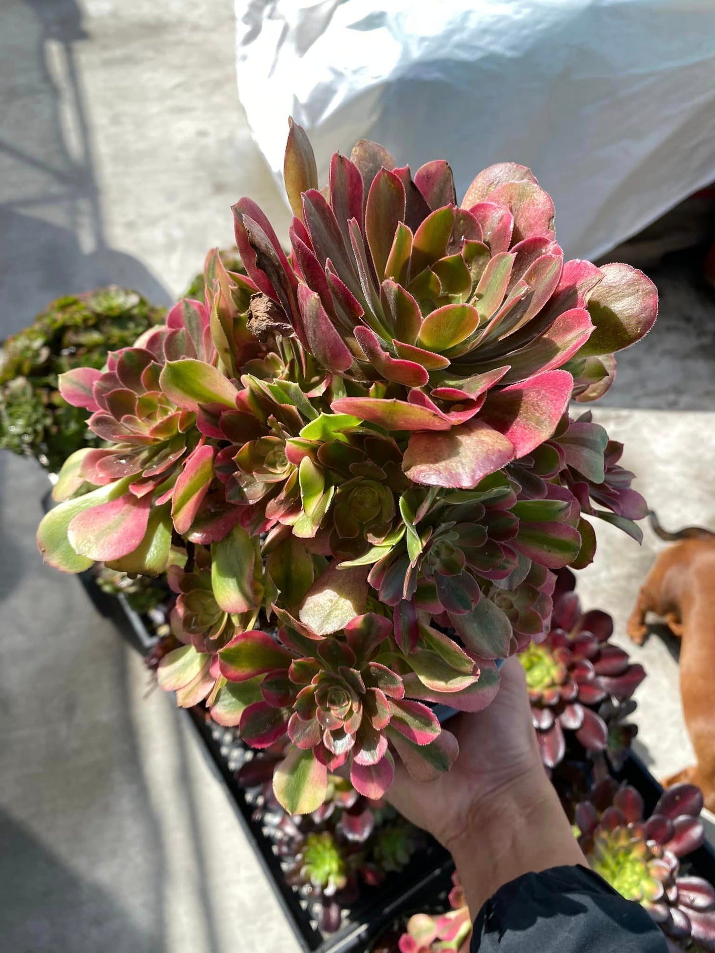 Aeonium River stone cluster