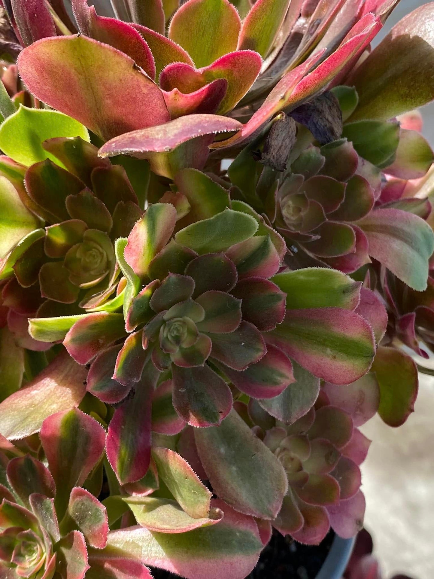 Aeonium River stone cluster