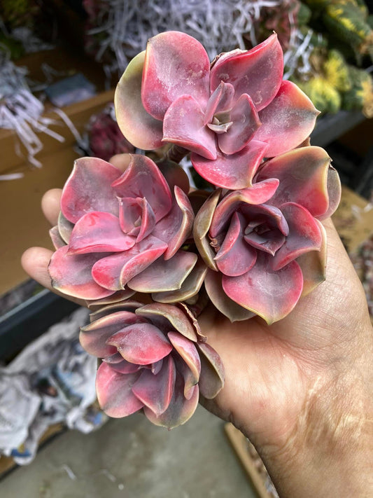 Echeveria rainbow cluster