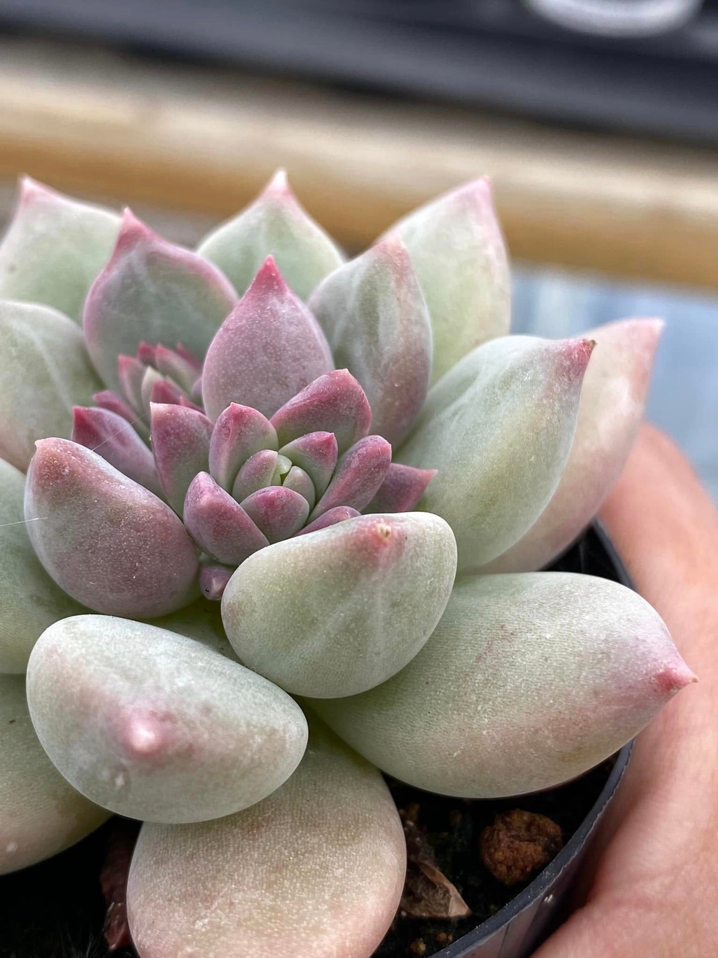 Pachyphytum aquamarine