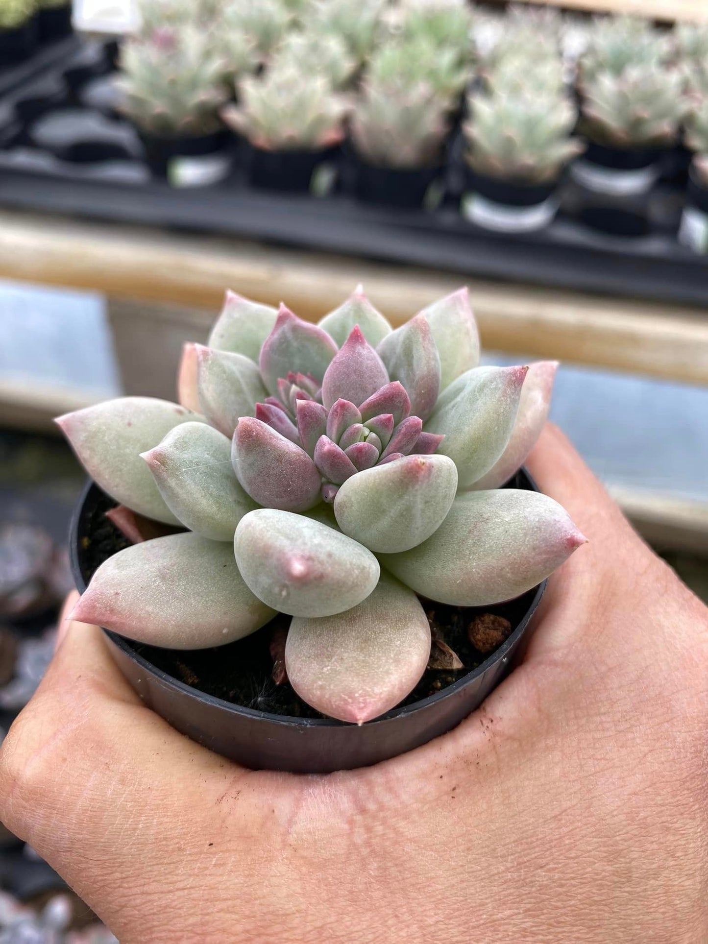 Pachyphytum aquamarine