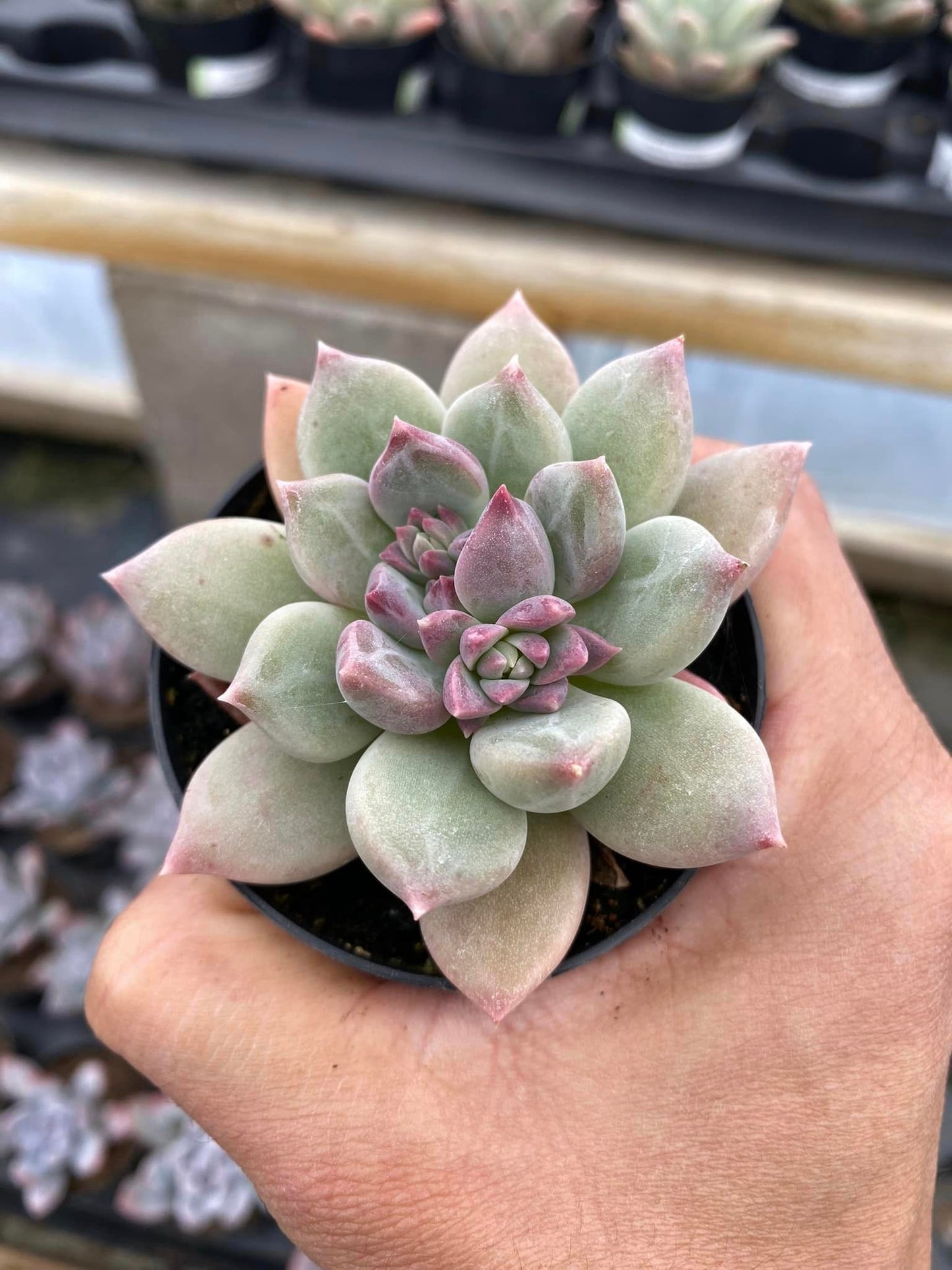 Pachyphytum aquamarine