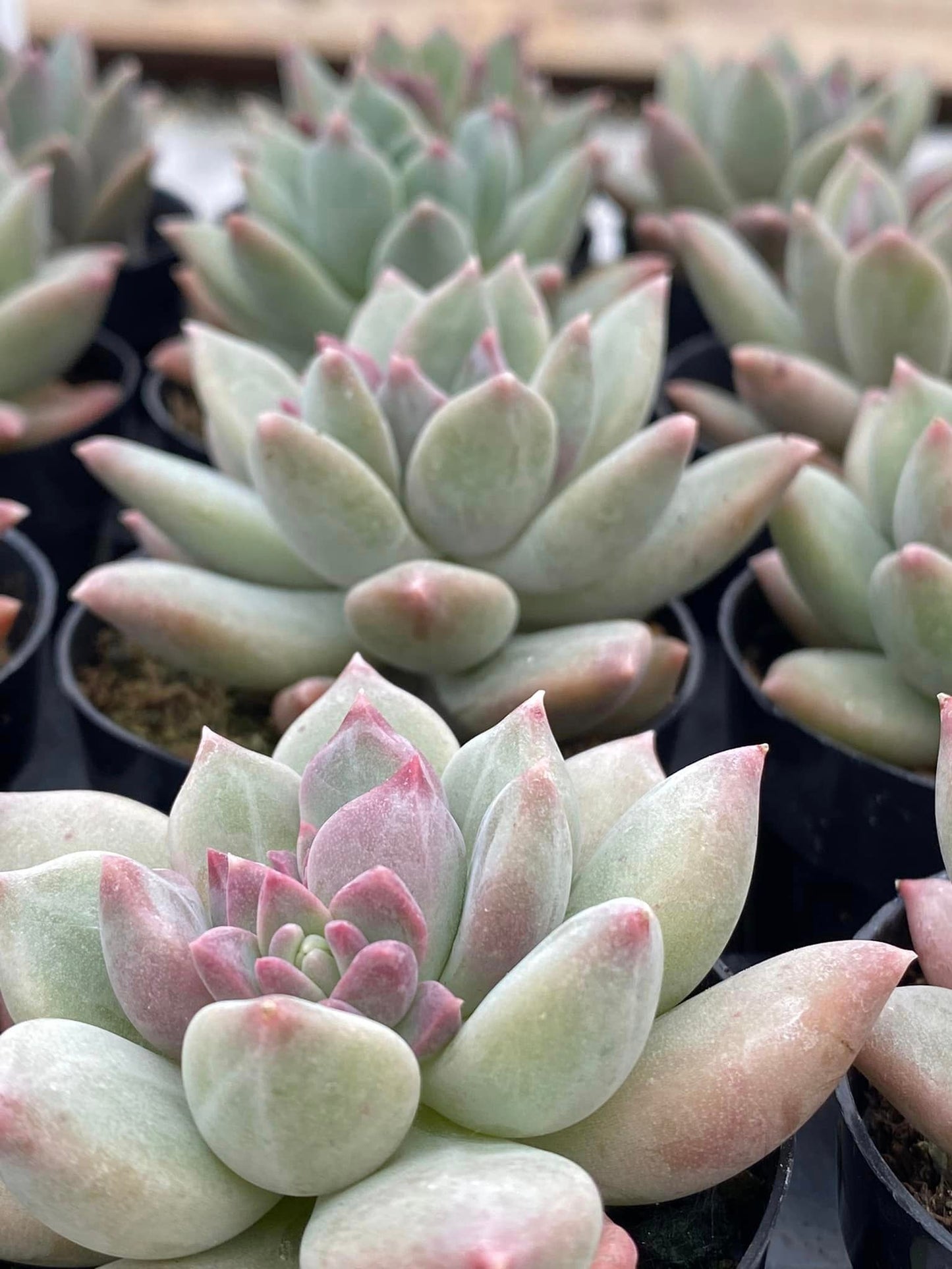 Pachyphytum aquamarine