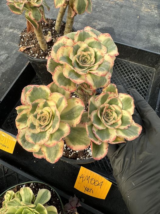 Aeonium 'Yazi'