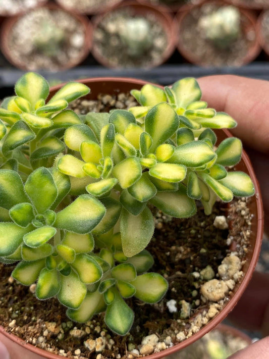 Aeonium spathulatum variegated