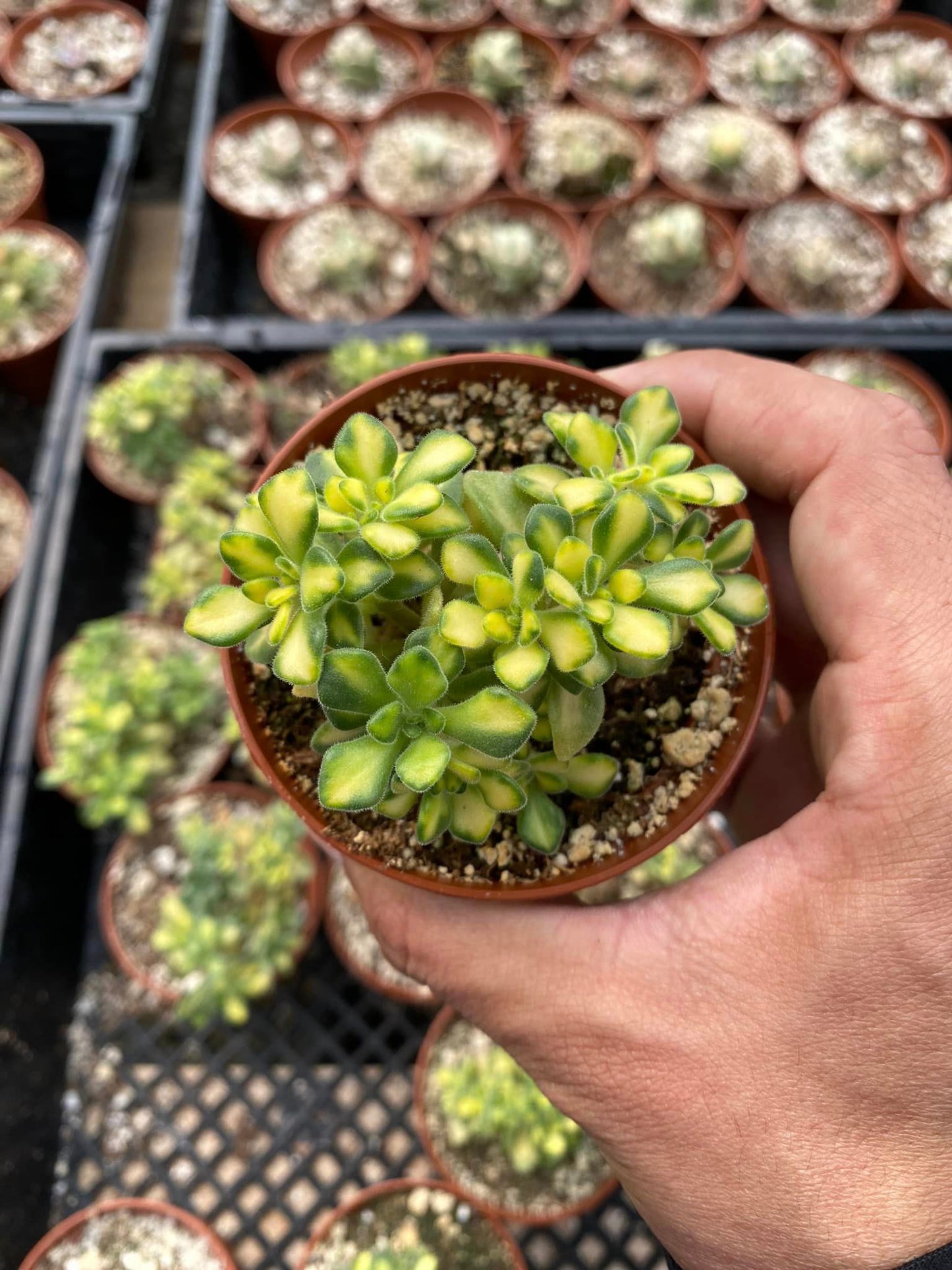 Aeonium spathulatum variegated