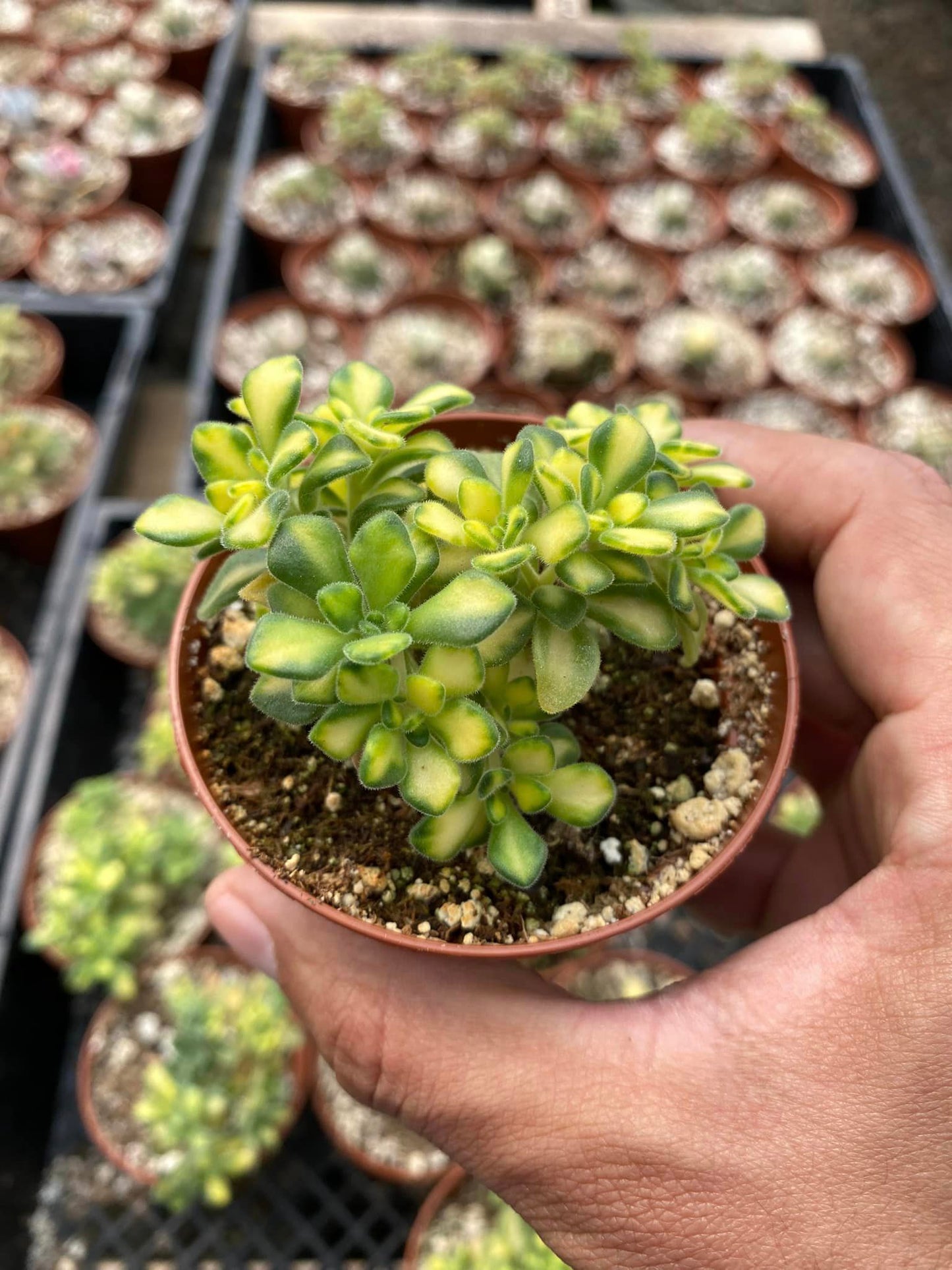 Aeonium spathulatum variegated