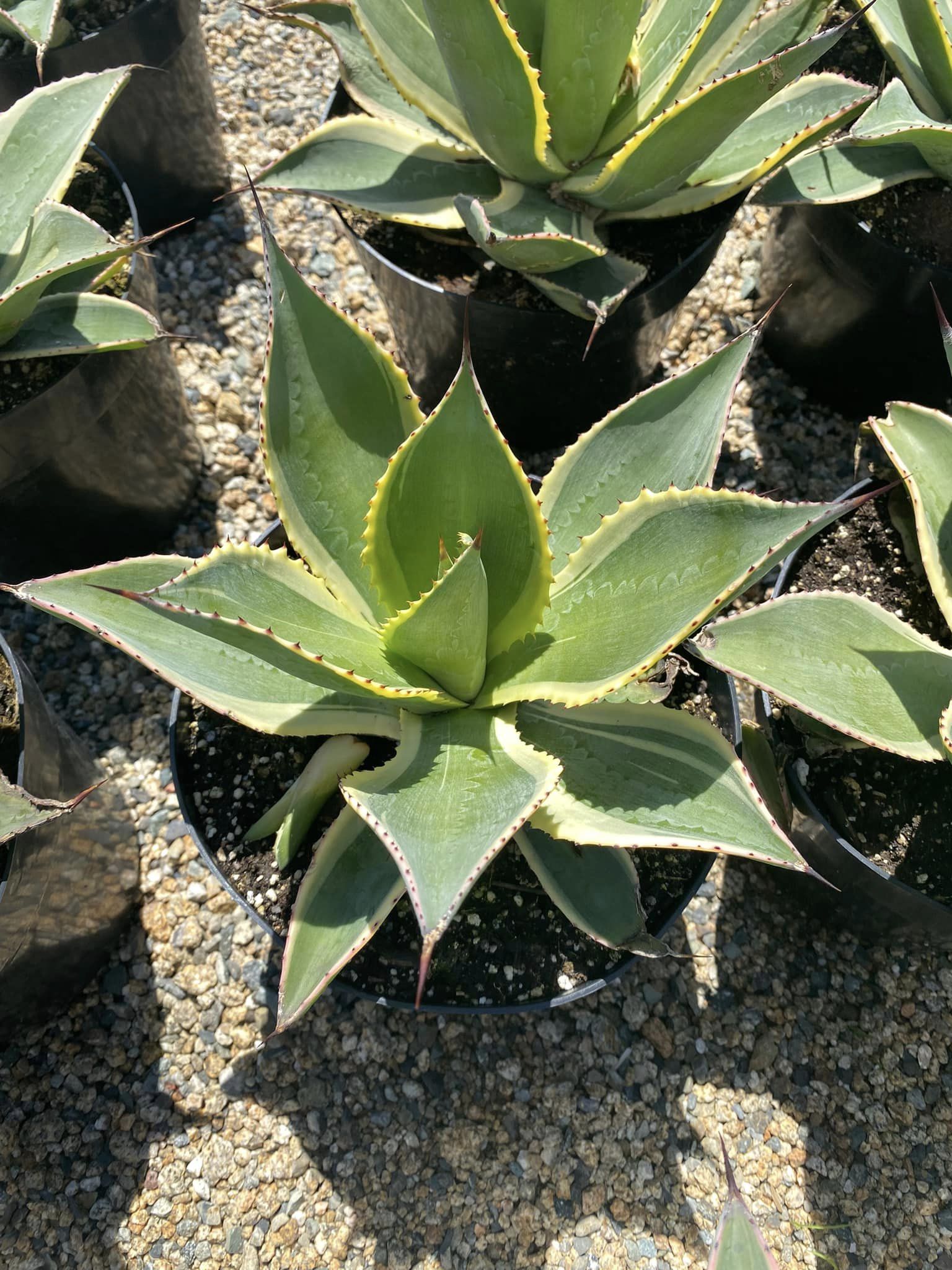 Agave Celsii Multicolor – TiaJuanas Plants México