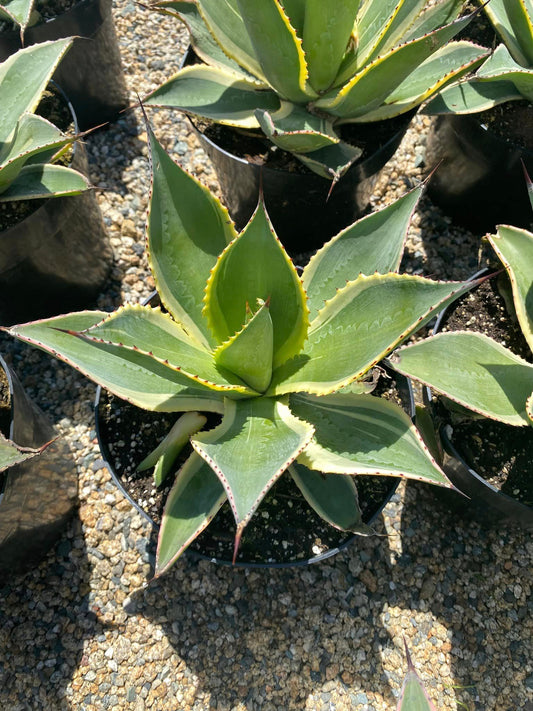 Agave Celsii Multicolor