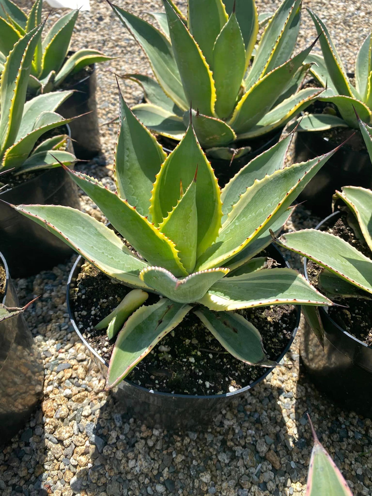 Agave Celsii Multicolor