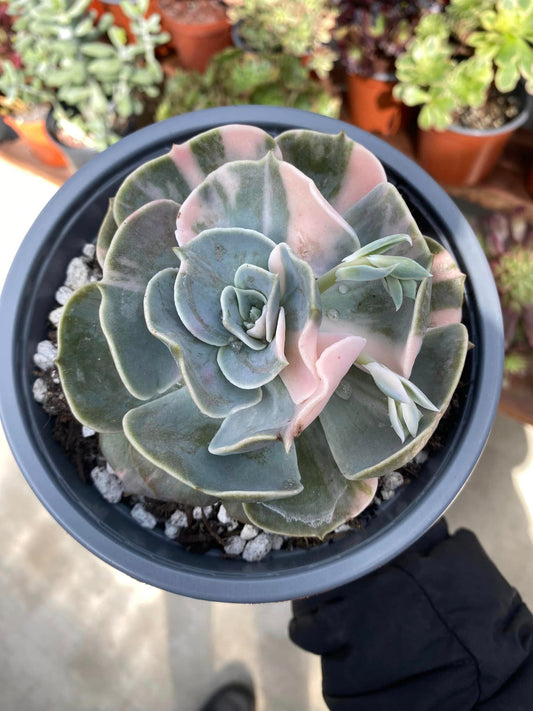 Echeveria Pollux Variegada