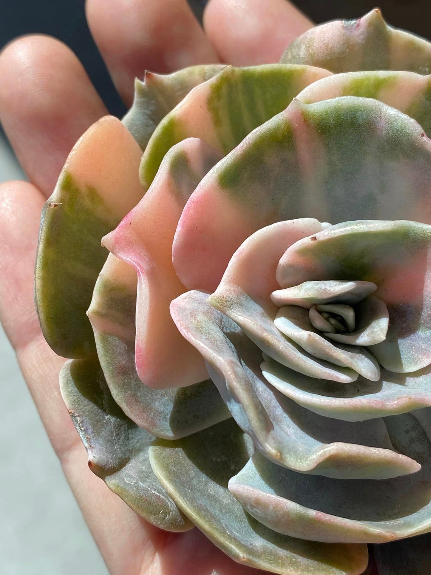 Echeveria Pollux Variegada