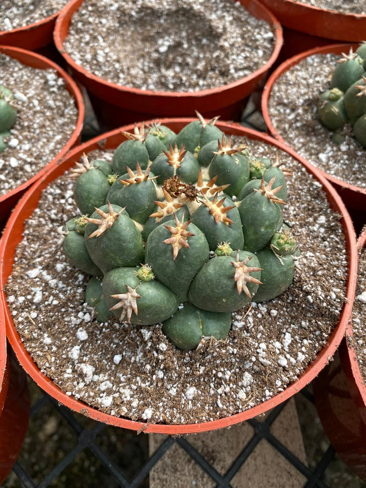 Coryphantha elephantidens cv titán