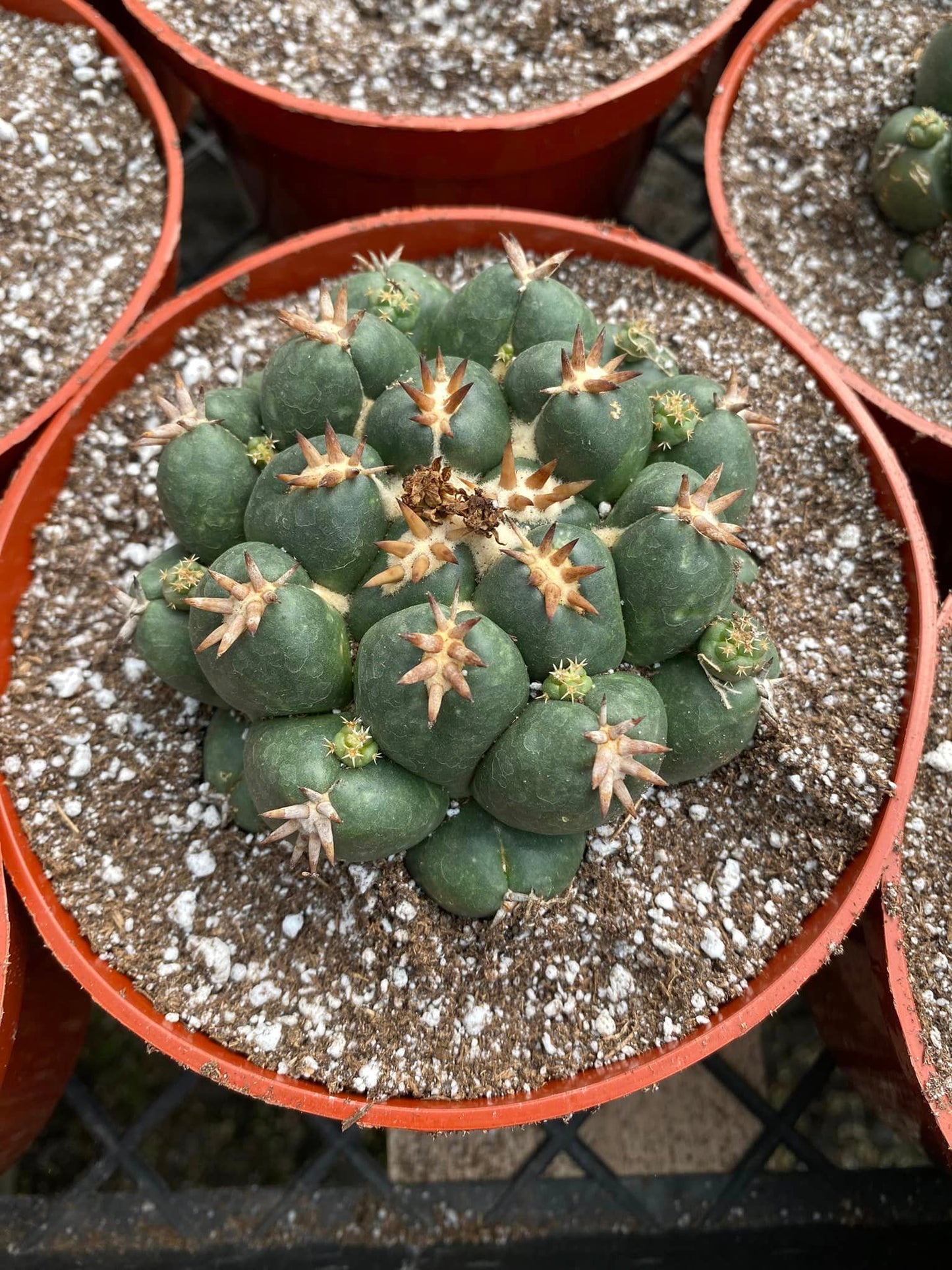 Coryphantha elephantidens cv titán