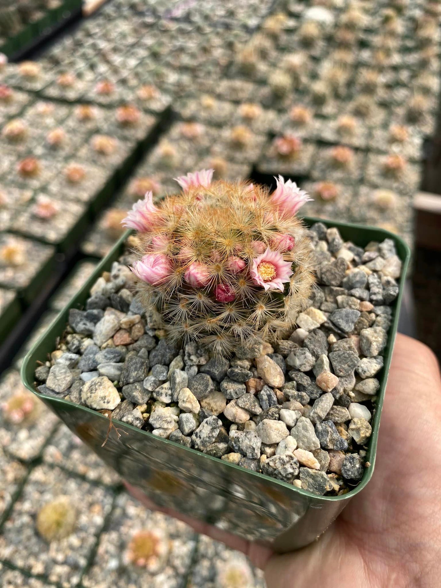 Mammillaria Carmenae V.Rubiflora