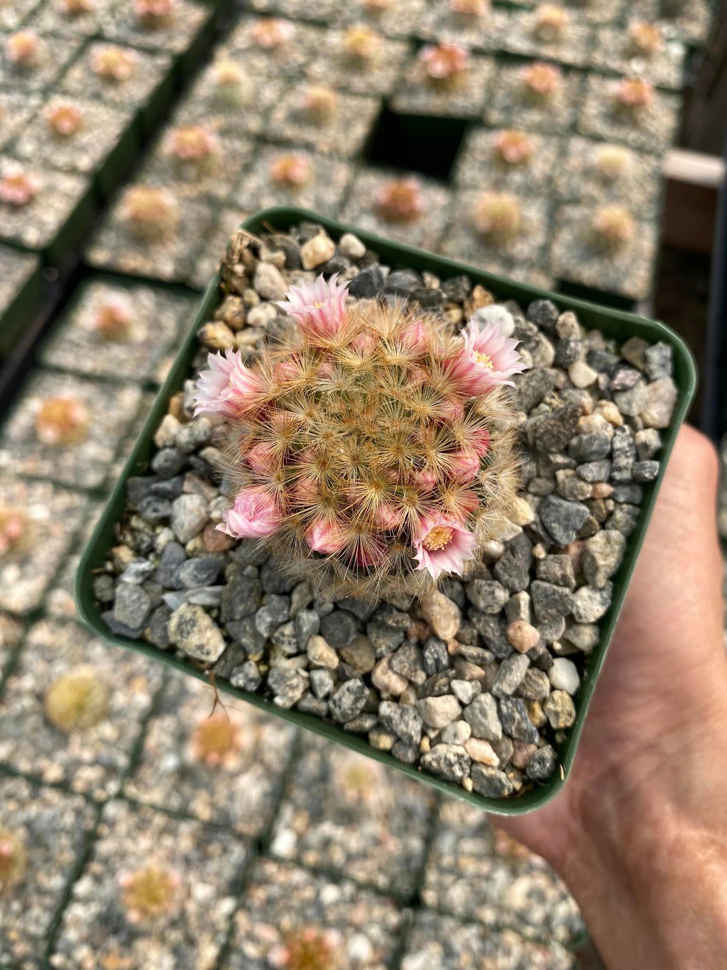 Mammillaria Carmenae V.Rubiflora