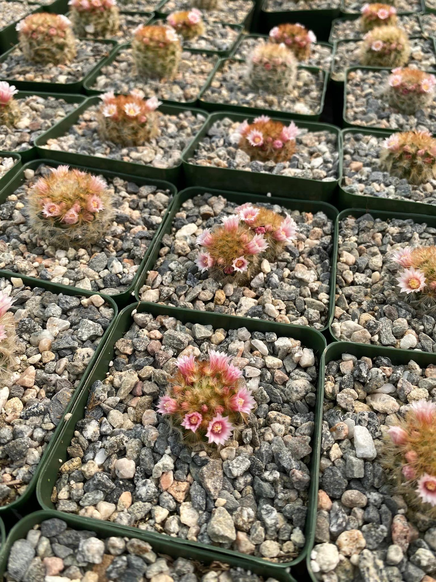 Mammillaria Carmenae V.Rubiflora