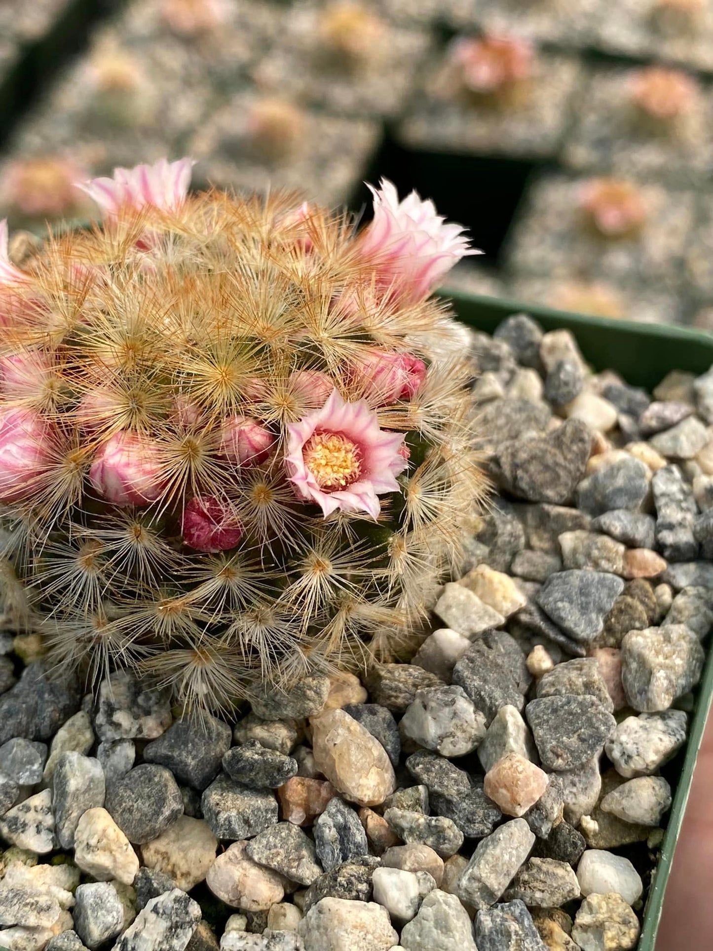 Mammillaria Carmenae V.Rubiflora