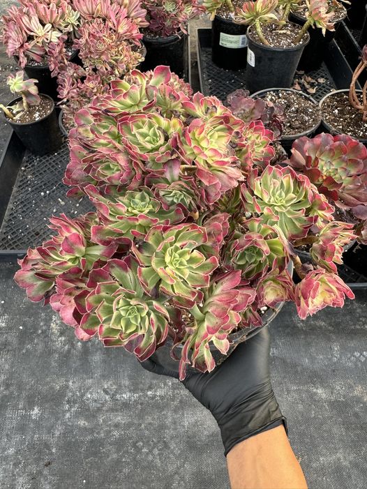 Aeonium 'God of Fire' Zhu Rong Cluster