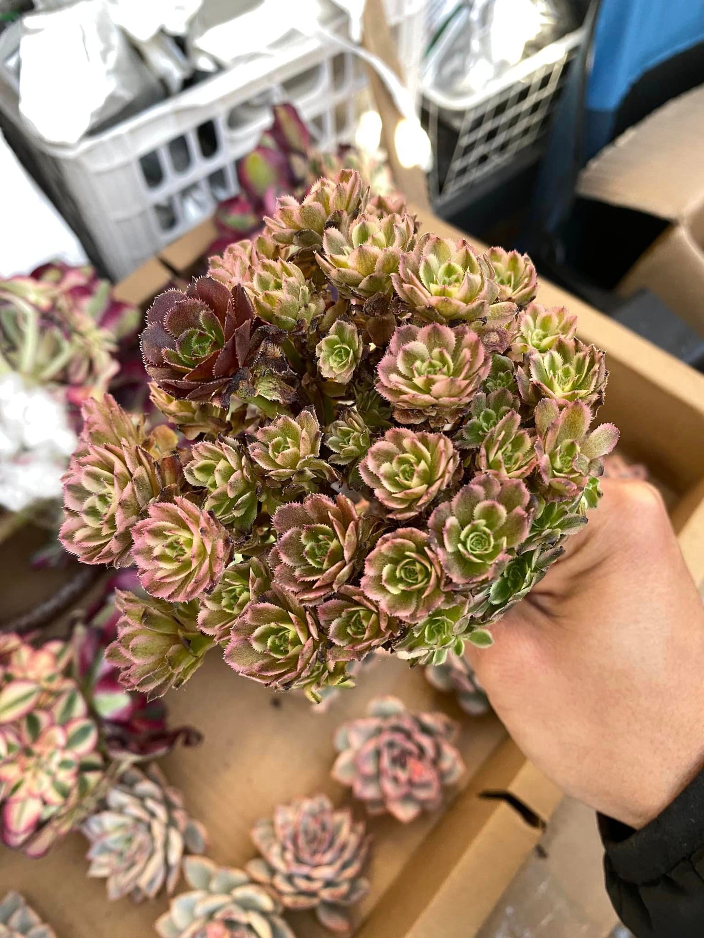 Aeonium mini pink witch cluster