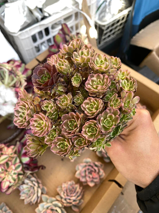 Aeonium mini pink witch cluster