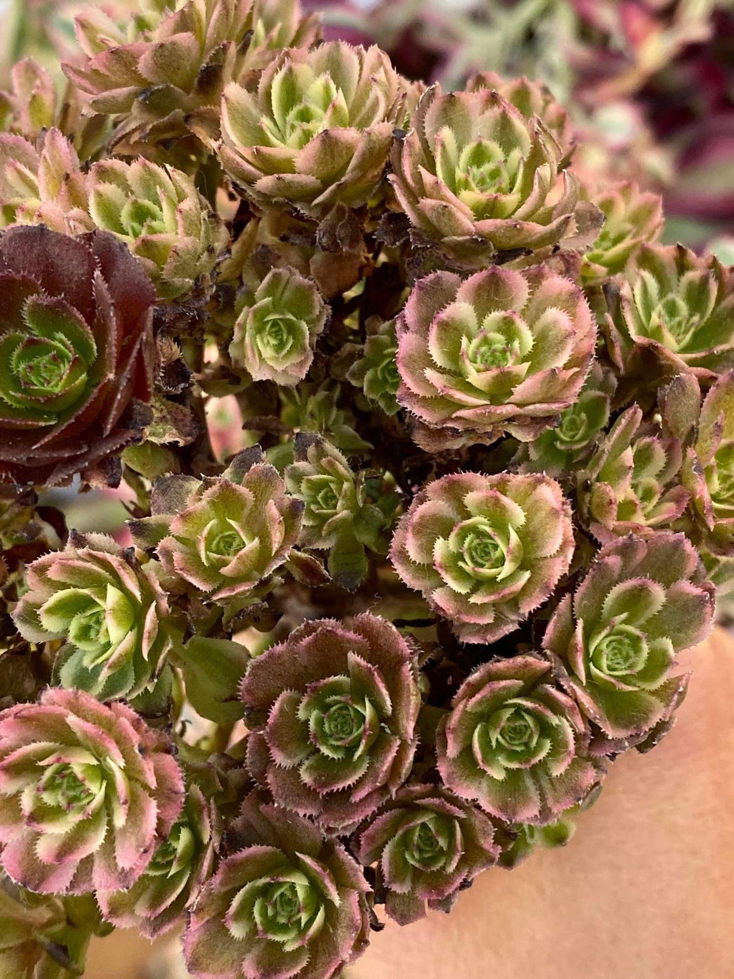 Aeonium mini pink witch cluster