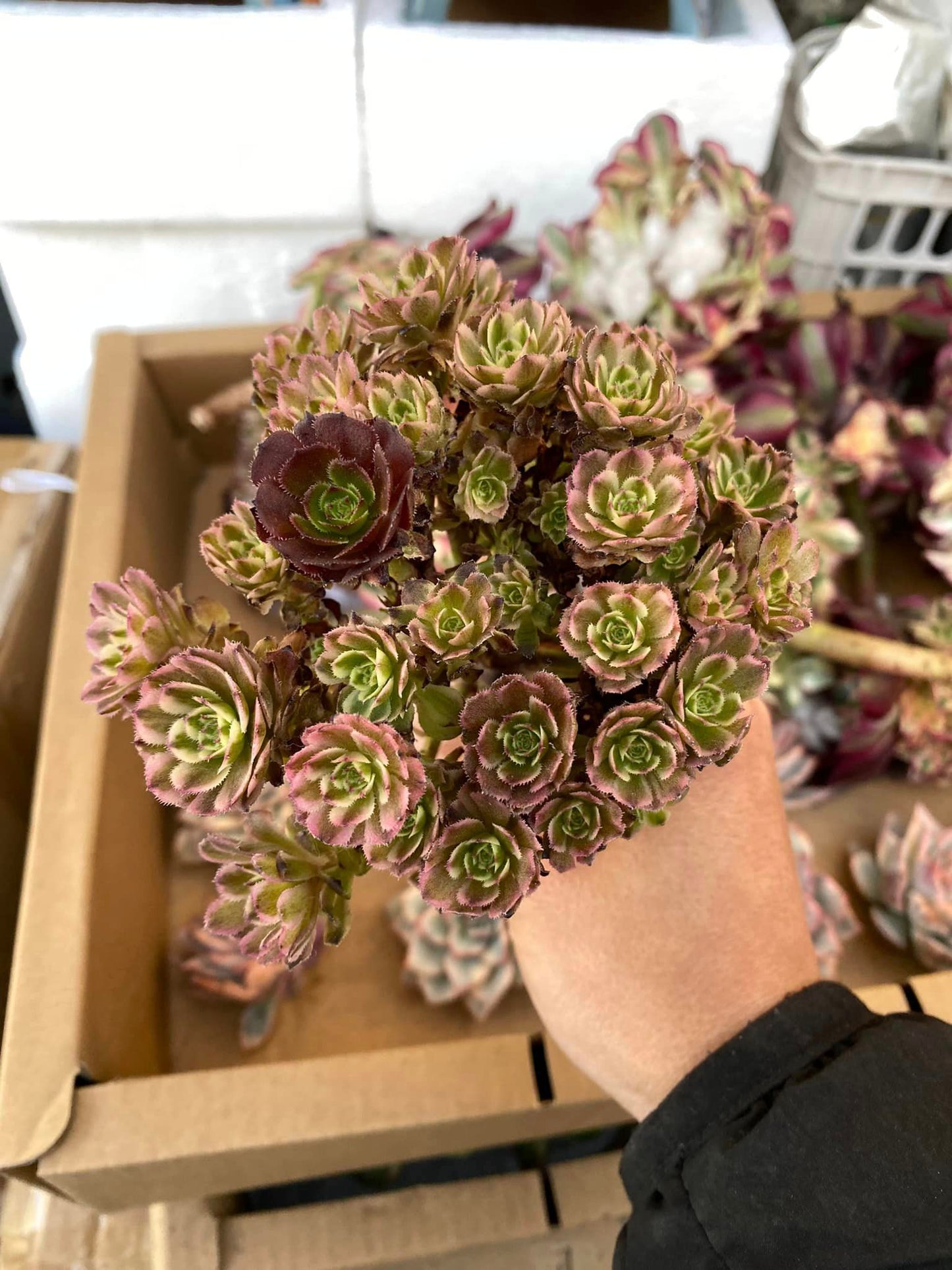 Aeonium mini pink witch cluster