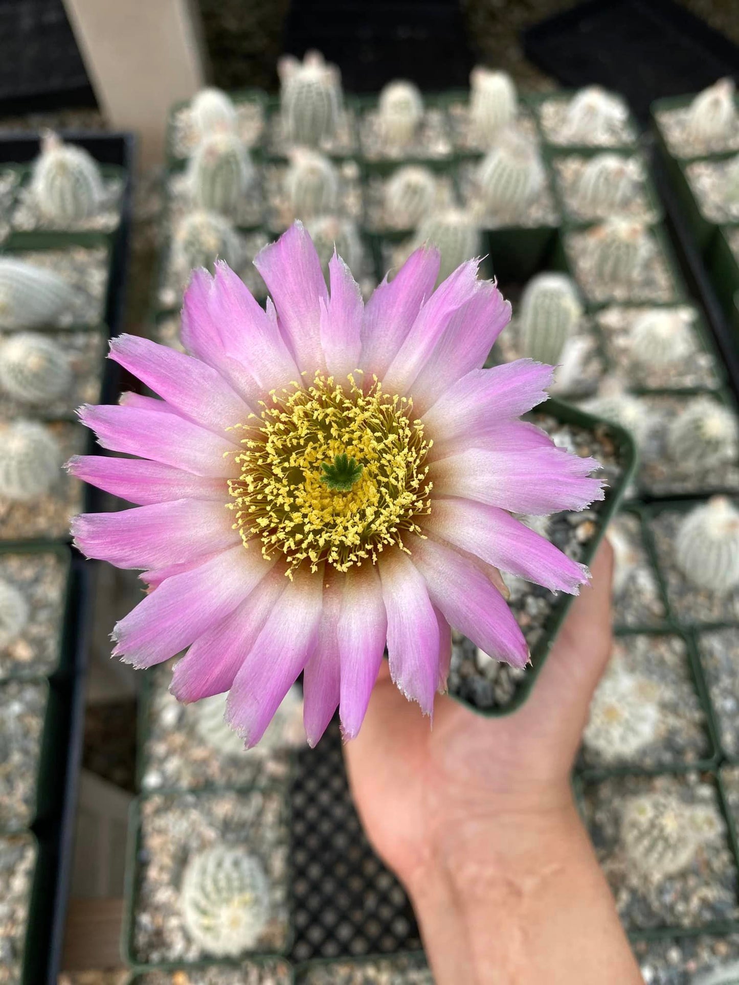 Echinocereus Reichenbachi V. Albispinus