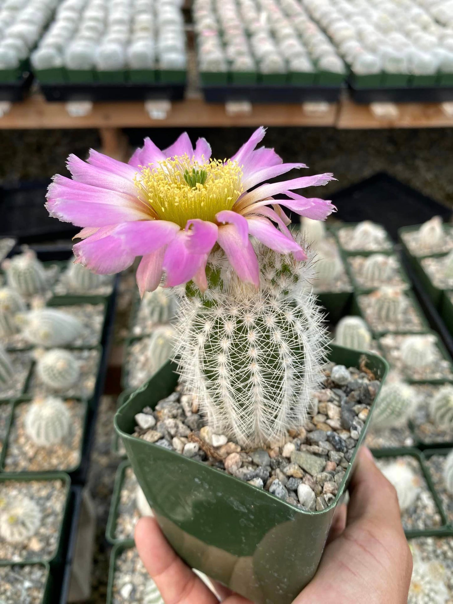 Echinocereus Reichenbachi V. Albispinus