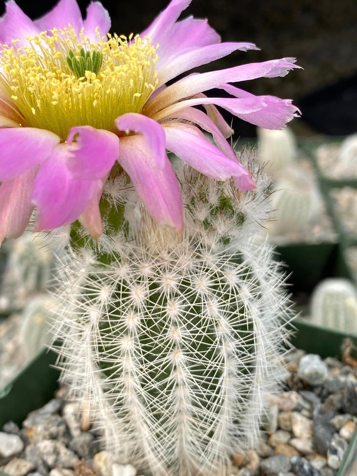 Echinocereus Reichenbachi V. Albispinus