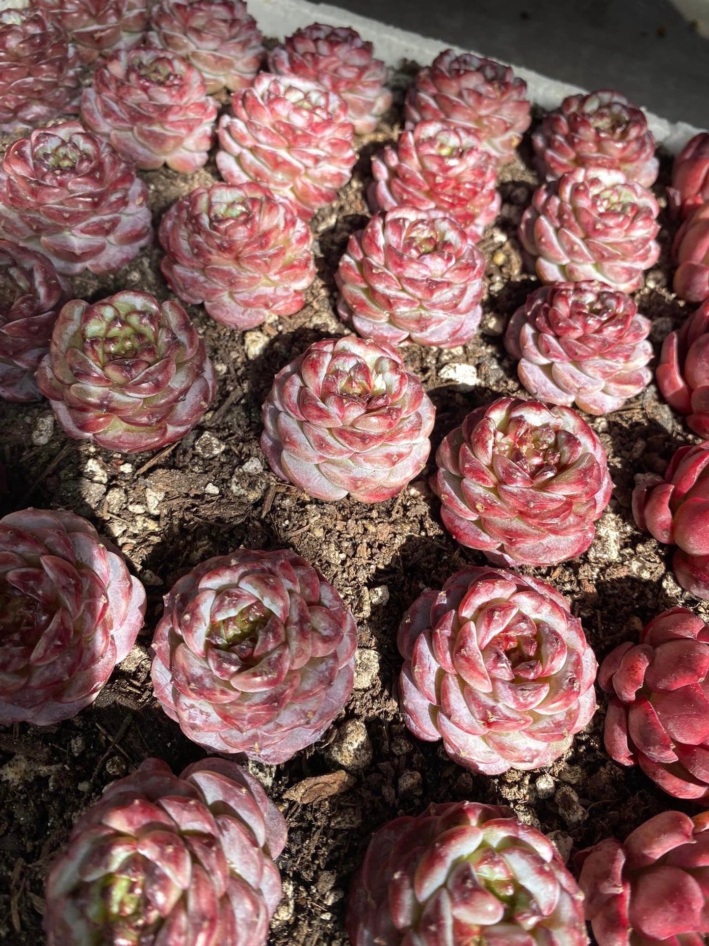 Echeveria red velvet