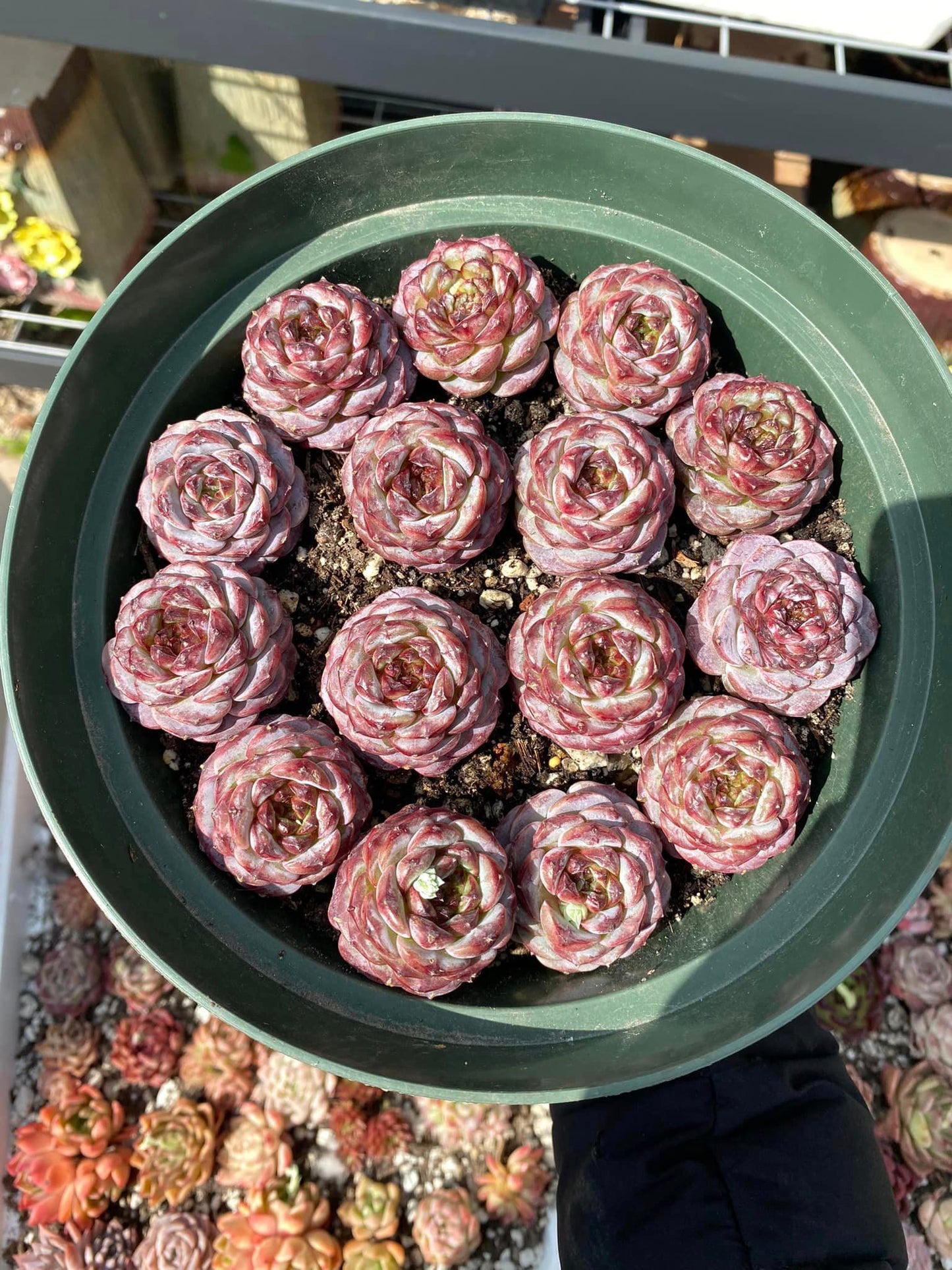 Echeveria red velvet