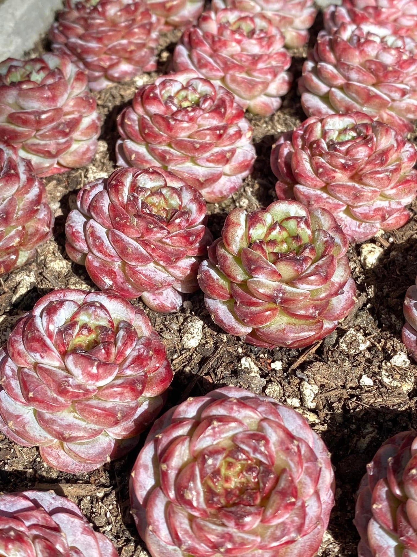 Echeveria red velvet