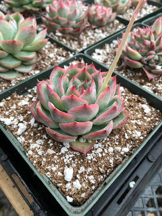 Echeveria silhouette