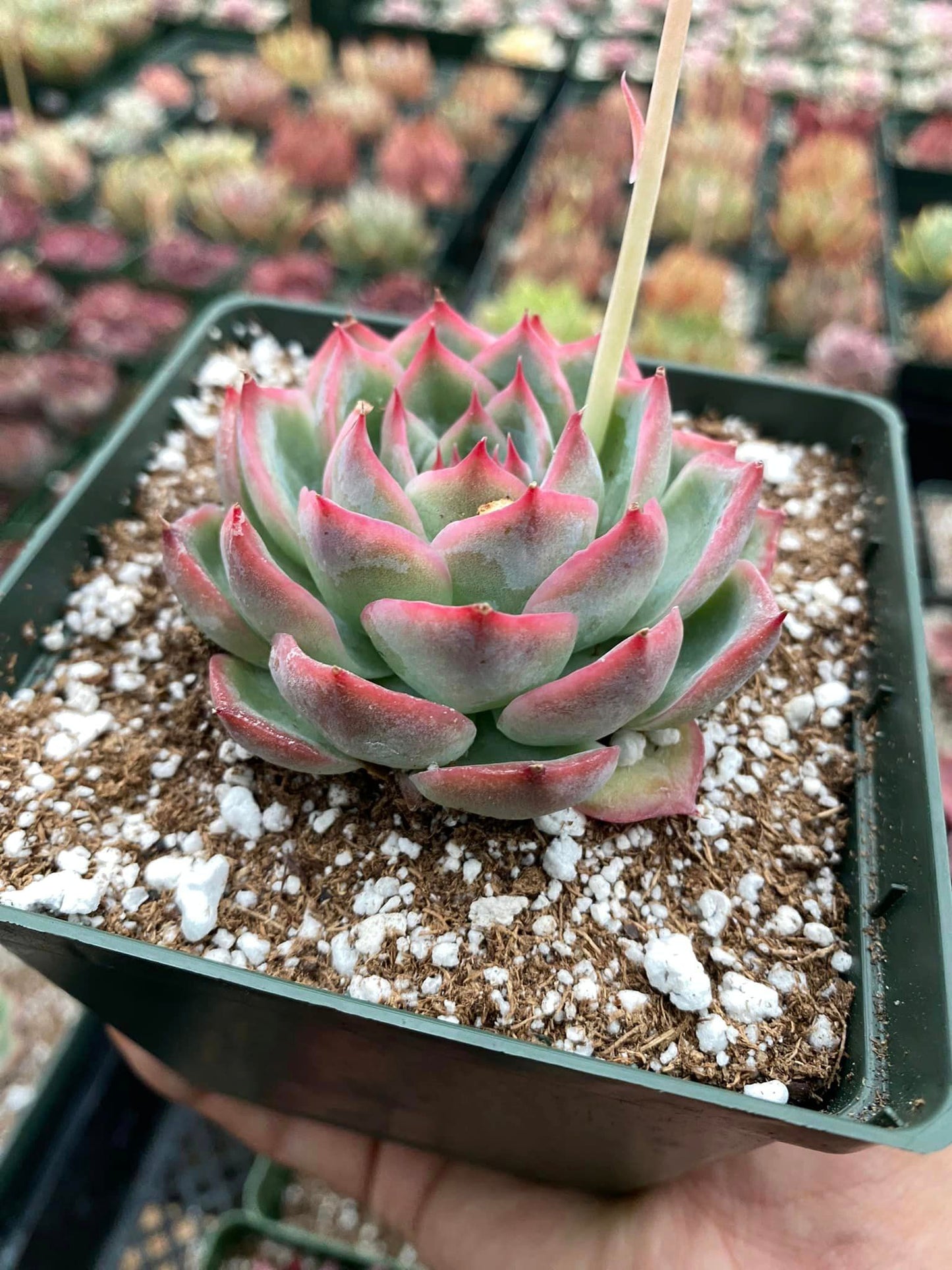 Echeveria silhouette