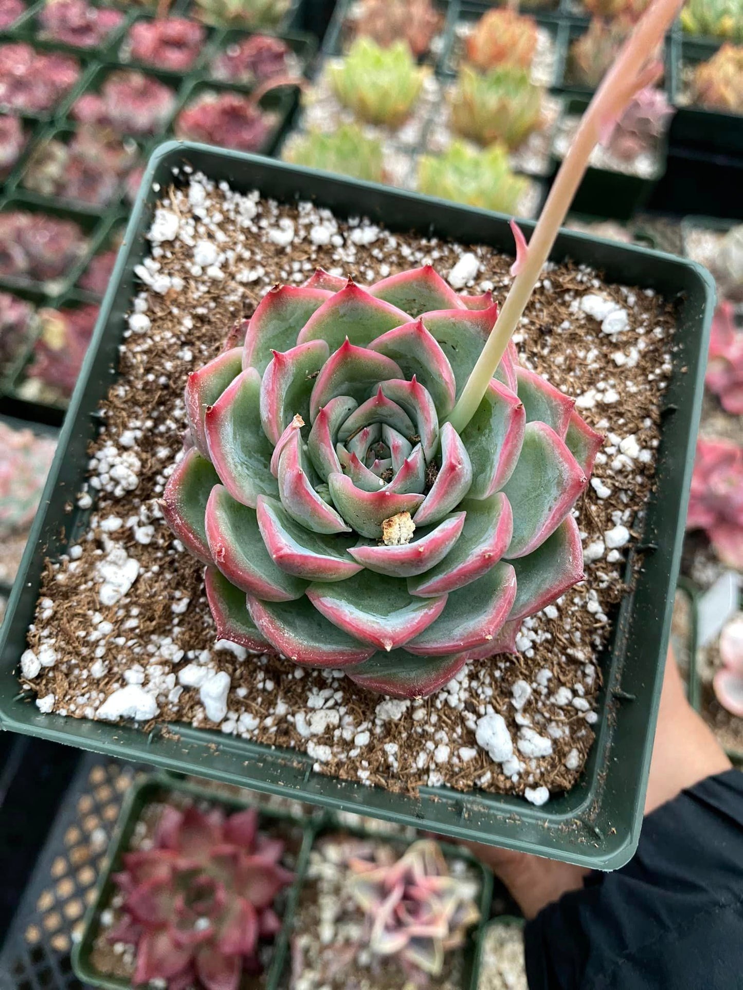 Echeveria silhouette