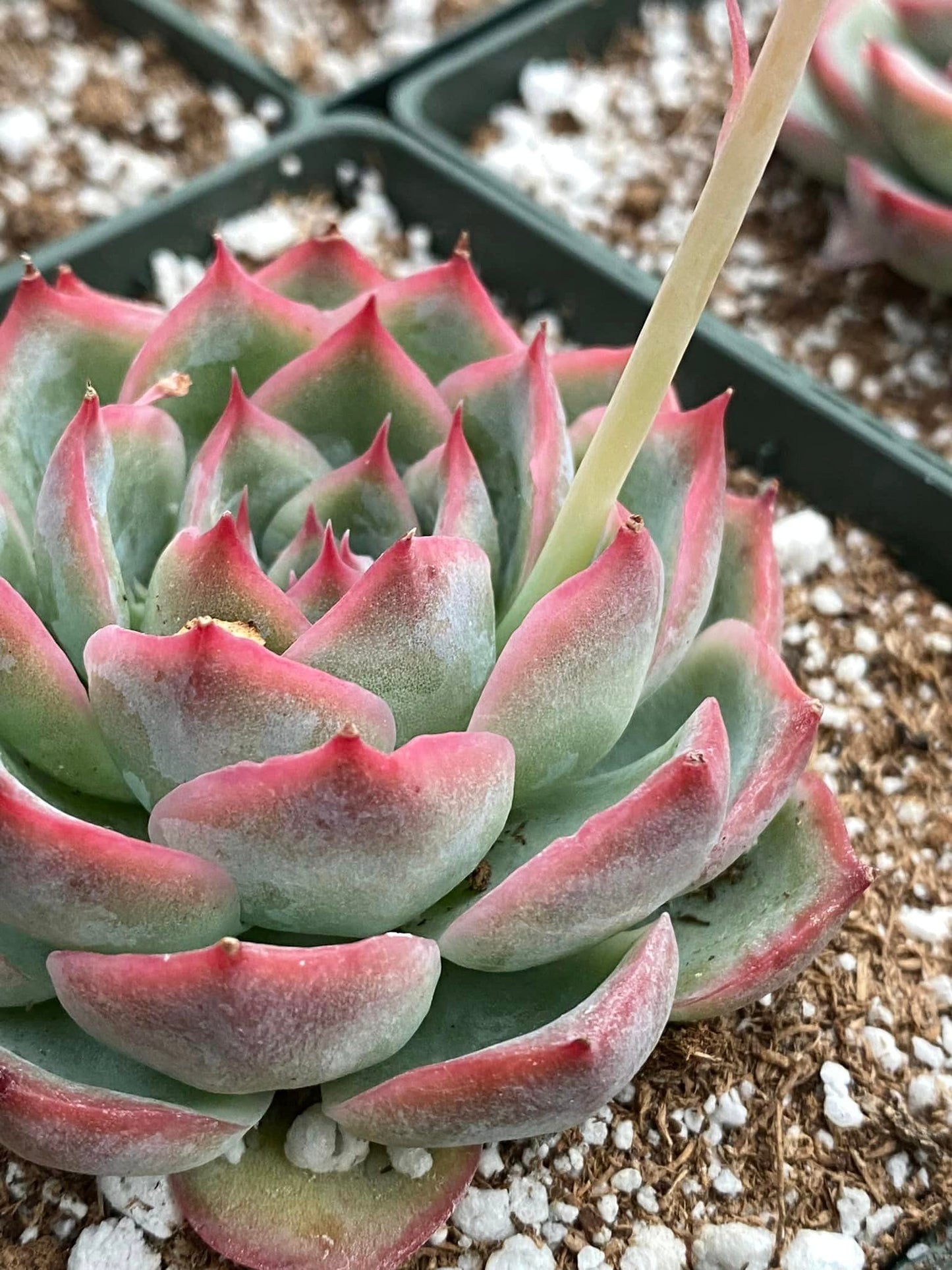 Echeveria silhouette