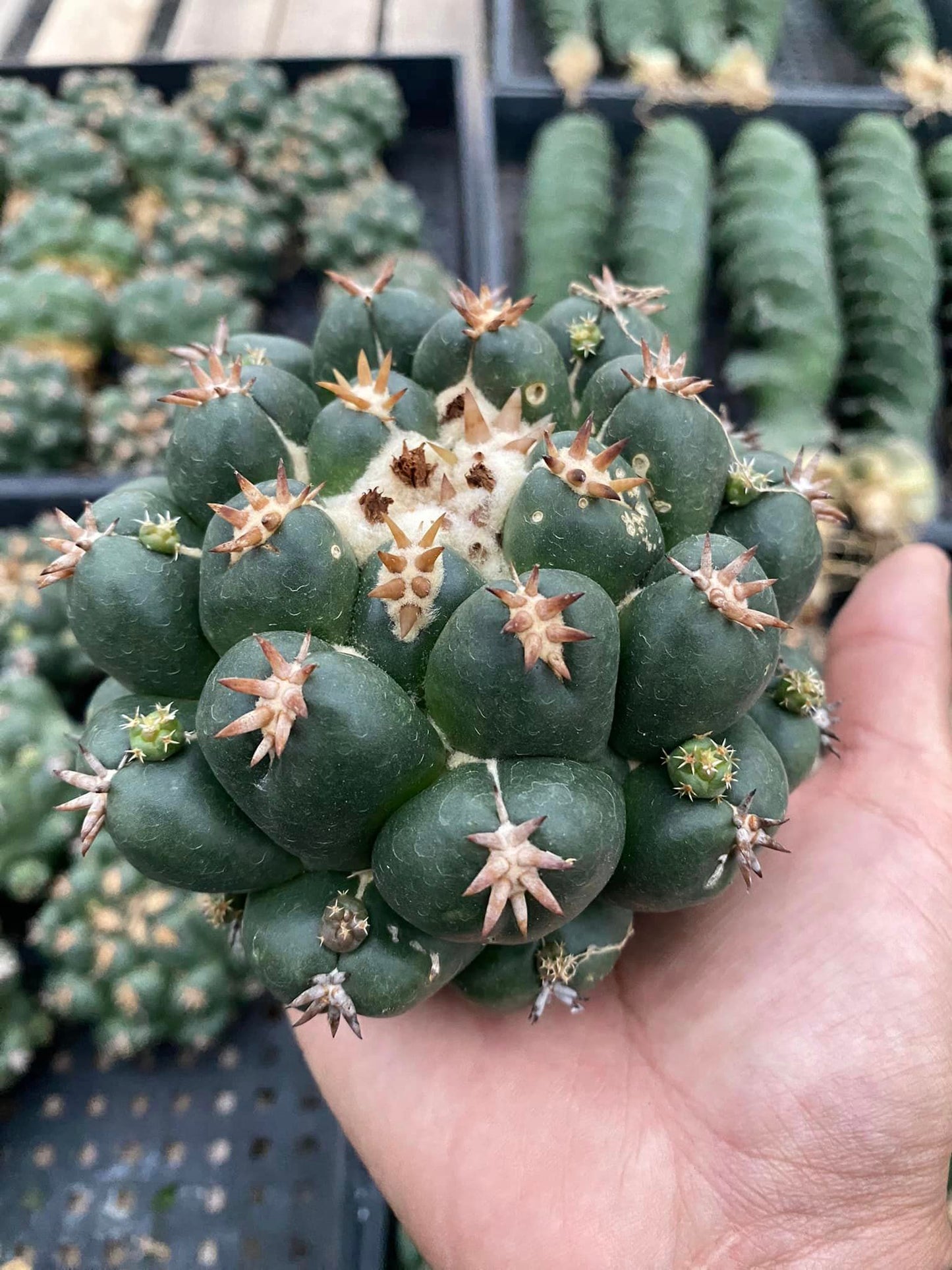 Coryphantha elephantidens cv titán