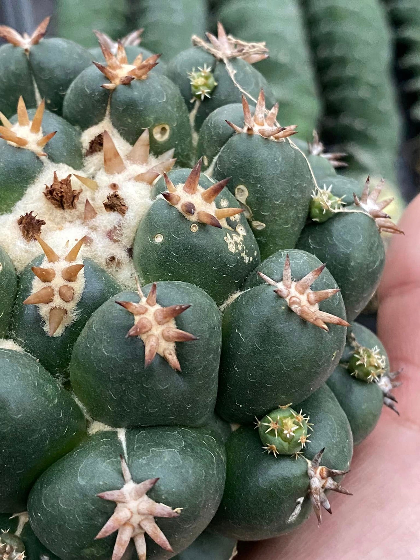 Coryphantha elephantidens cv titán