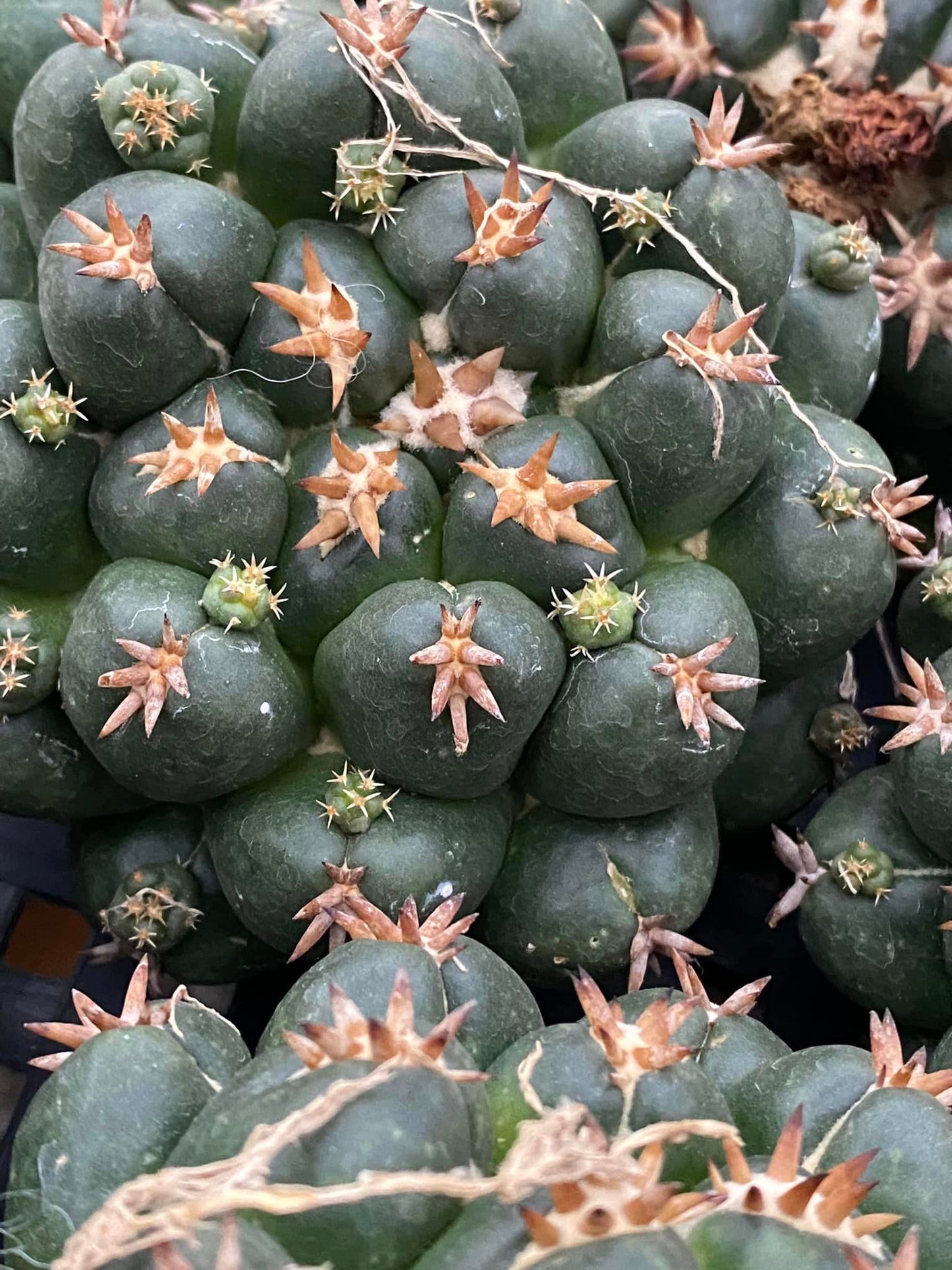 Coryphantha elephantidens cv titán