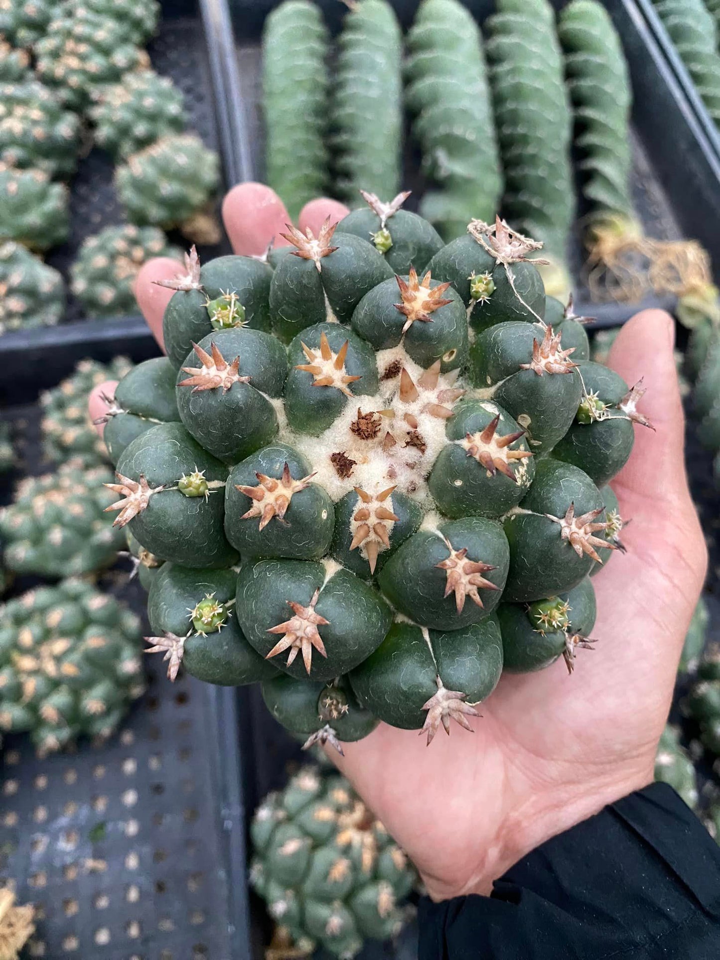 Coryphantha elephantidens cv titán