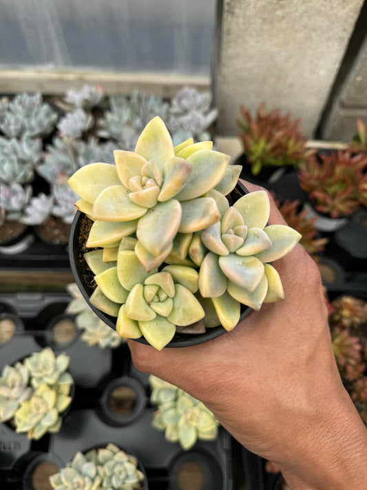 Graptopetalum paraguayense ‘Jester’