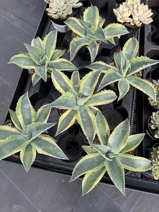 Agave ovatifolia 'Orca' Variegado