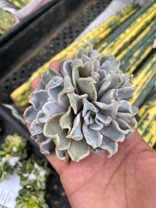 Echeveria crispate beauty cluster (3 cabezas)